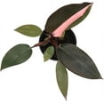 thumbnail image 3 of American Plant Exchange Pink Princess Philodendron, Live Exotic Plant, 4-Inch Pot, Vining Easy Care Houseplant, 3 of 6