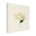 thumbnail image 2 of Emma Caroline 'Cornales Hydrangea II' Canvas Art, 2 of 3
