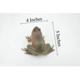 thumbnail image 3 of Frog, American Bullfrog, Museum Quality, Hand Painted, Rubber, Amphibian, Realistic Toy Figure, Replica, Kids, Educational, Gift, 5" CH560 BB161, 3 of 8