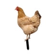 thumbnail image 3 of Estacas Decorativas de pollo Acrílicas Strade Fareast Limited para decoración del patio Trasero (paquete de 3), 3 of 8