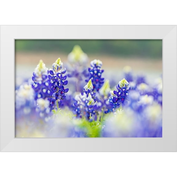Wilson, Emily M. 14x11 White Modern Wood Framed Museum Art Print Titled - Spicewood-Texas-USA-Bluebonnet wildflowers in the Texas Hill Country