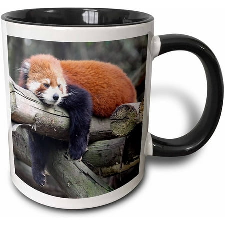 Adorable Red Panda, Sichuan Province, China Two Tone Mug, 11 oz, Black/White