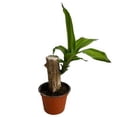 thumbnail image 3 of planta follajes mini 3 pulg, 3 of 7