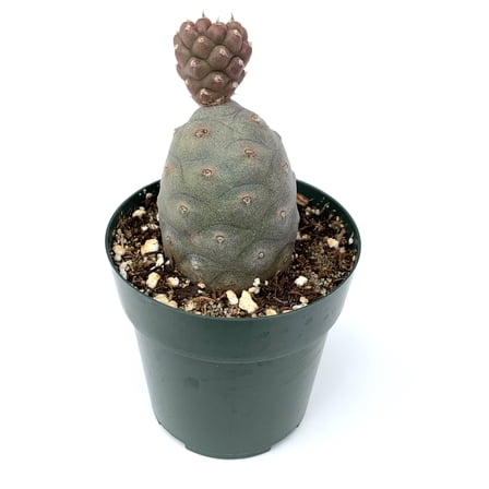 Pine Cone Cactus Tephrocactus Articulatus VAR Inermis Live Potted Cactus, 2" Pot
