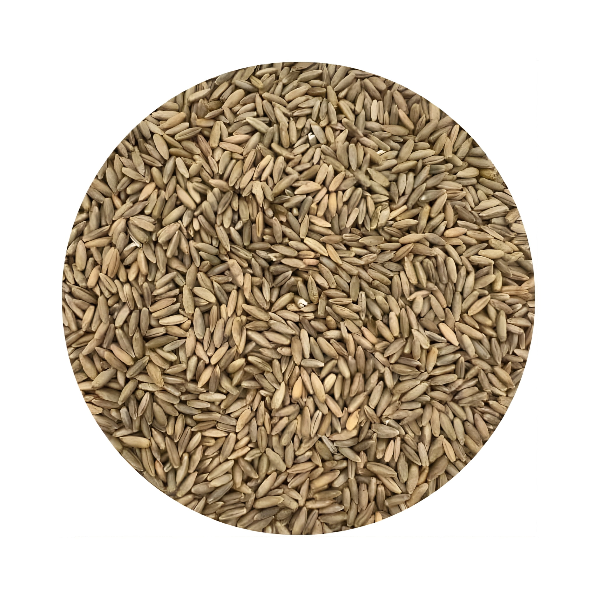 Old Cobblers Farm™ Wicked Tuff Turf Winter Rye Grass Seed Grass, 10lbs