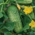 thumbnail image 3 of Burpee Picklebush Cucumber Seeds - Non-GMO, Pickling Cucumber, Container Friendly, Vegetable Gardening Seeds, 725mg , 1-Pack, 3 of 6