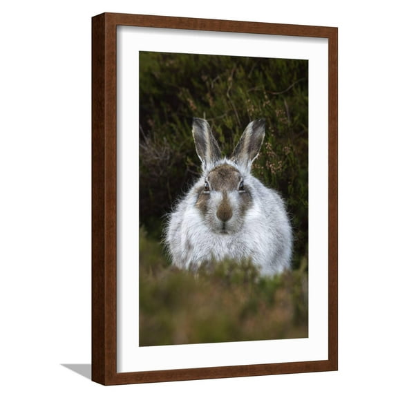 Art.com Mountain Hare (Lepus Timidus) in Winter Coat, Scottish Highlands, Scotland, United Kingdom, Europe Photographic Print by Ann & Steve Toon, Brown Frame Wall Art, 17" x 23"
