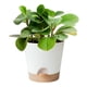 thumbnail image 4 of Macetas para plantas Toystoory 6 piezas sistema de drenaje Jardín y Patio Bandeja marrón verde, 4 of 6