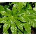 thumbnail image 3 of Fatsia Japonica ( japanese aralia ) - Live Plant - ( 1 QT ) - Evergreen - Prefers Shade, 3 of 6