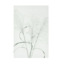 Trademark Fine Art Pictufy Studio Dried Grass Green Canvas Wall Art
