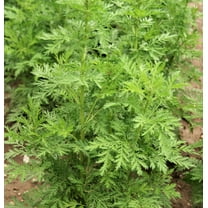 1000 SWEET WORMWOOD Artemisia Annua Sweet Annie Mugwort Sagewort Fragrant Herb Seeds