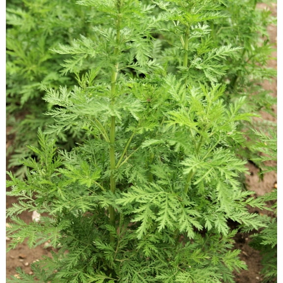 1000 SWEET WORMWOOD Artemisia Annua Sweet Annie Mugwort Sagewort Fragrant Herb Seeds