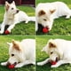 thumbnail image 3 of Pelota de goma para limpieza de dientes con forma de sandía, juguete para perros resistente a las mordeduras, color rojo pequeño, 3 of 5