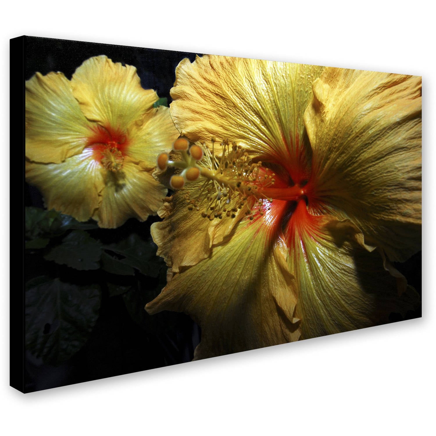 Trademark Fine Art "Sunburst Hibiscus" Canvas Art by Kurt Shaffer
