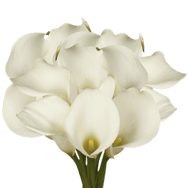 Calla lily fresh cut flowers discount