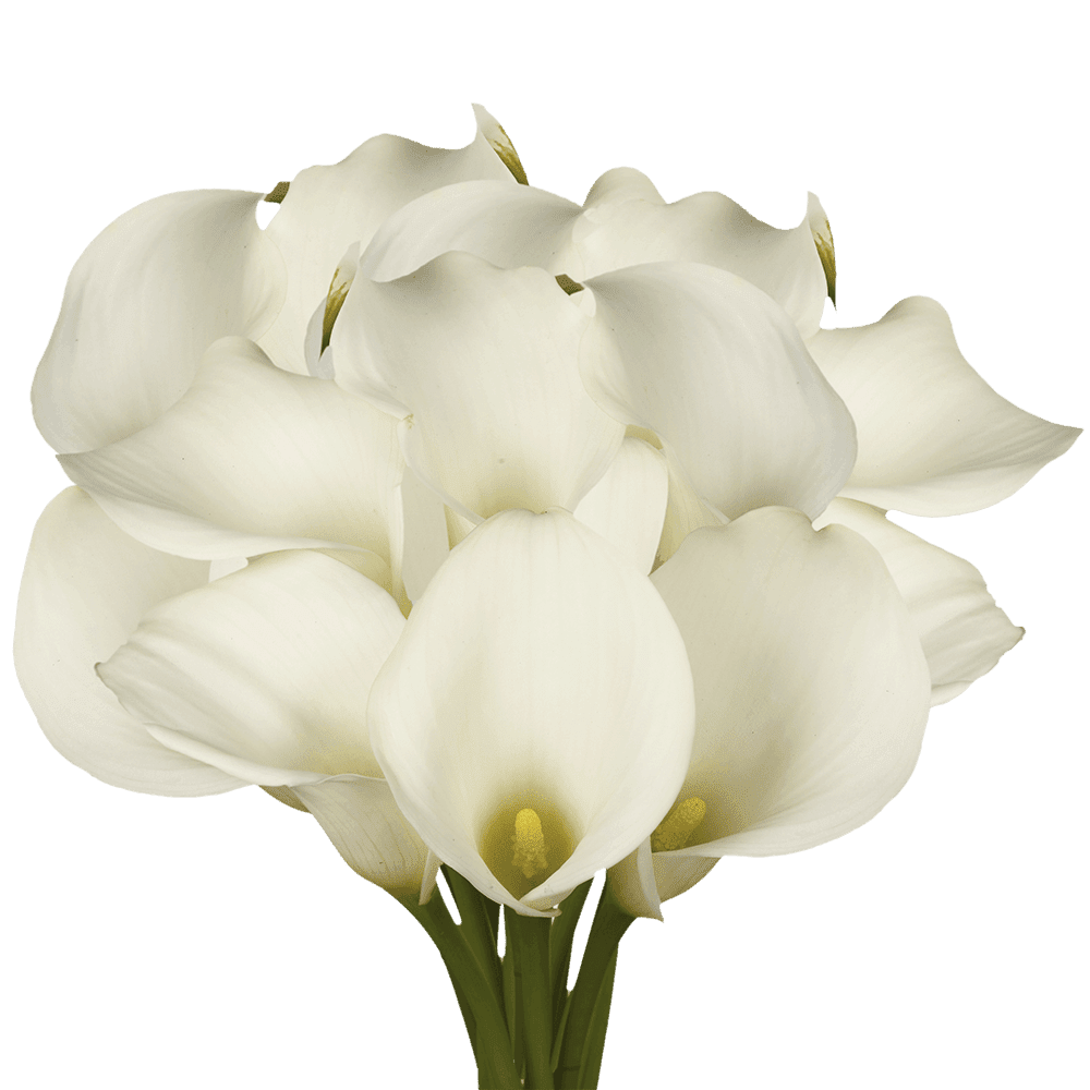 30 Stems of White Calla Lilies Beautiful Fresh Cut Flowers Express