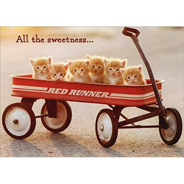 Avanti Press Kittens in Wagon Funny/Humorous New Pet Congratulations Card