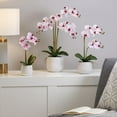 thumbnail image 3 of Torre & Tagus Phalaenopsis Potted 23" Triple Stem Orchid-Pink, 3 of 4