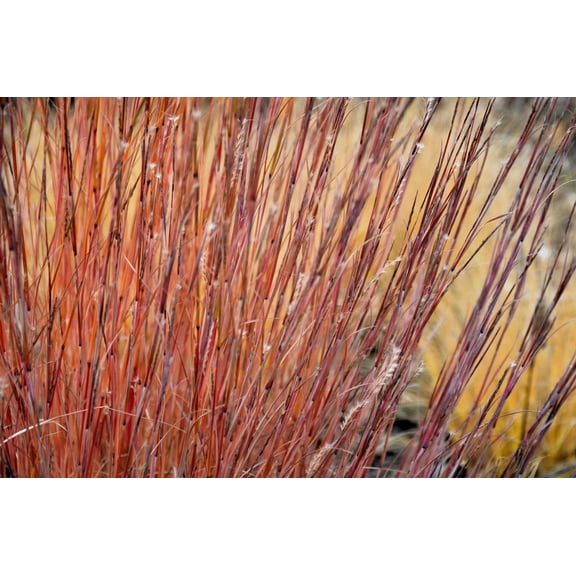 Seedville Little Bluestem Grass Seeds, 300 seeds - Schizachyrium Scoparius