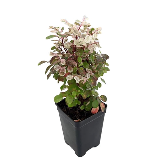 Dwarf Snowbush - Breynia nivosa 'Roseopicta Nana' -Great House Plant - 2.5" Pot