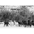 thumbnail image 2 of Highsmith, Carol 24x17 Black Modern Framed Museum Art Print Titled - Wild Horses at the Wyoming-Colorado border II, 2 of 4
