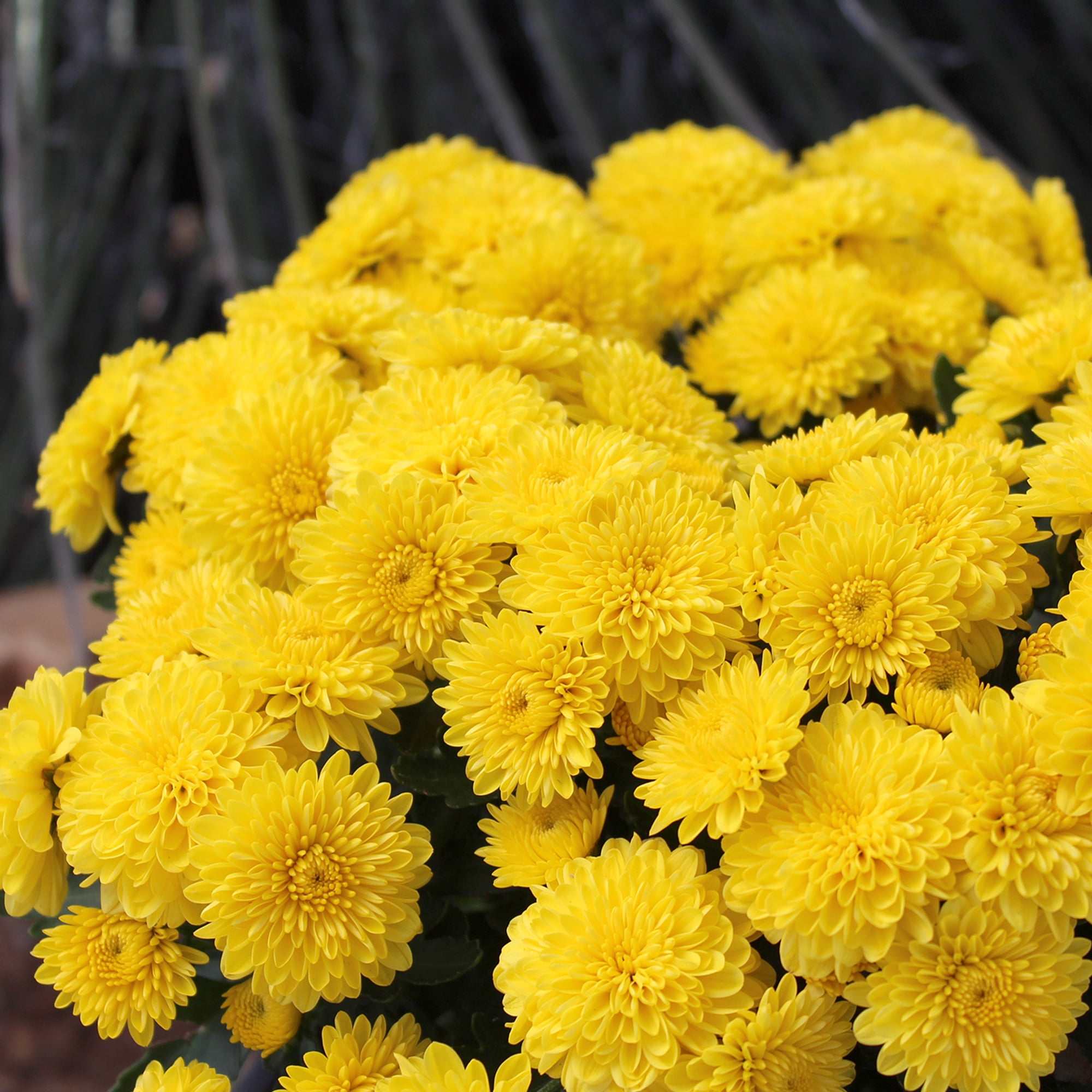(2 pack) Expert Gardener 3.0QT Yellow Mum Chrysanthemum Live Plant in Grower Pot