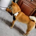 thumbnail image 3 of CSChome Collier pour Animaux de Compagnie avec Anneau en D Boucle Réglable Polyester Cravate Cosplay pour Chien, 3 of 7