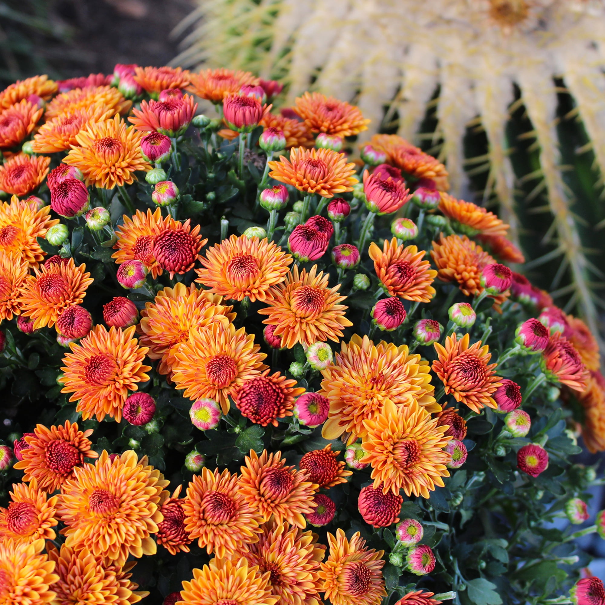 Expert Gardener 3.0QT Orange Mum Live Plant in Grower Pot