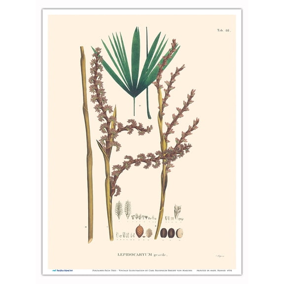 Poktamui Palm Tree (Lepidocaryum Gracile) - Vintage Botanical Illustration by Carl Friedrich Philipp von Martius c.1820s - Master Art Print (Unframed) 9in x 12in