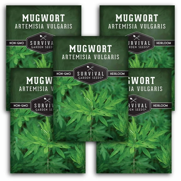 5 Packs Common Mugwort Seeds - Artemisia Vulgaris - Non-GMO Heirloom Perennial Full Sun Herb