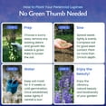thumbnail image 6 of Created By Nature Blue Lupine Seeds, 750 Perennial Wildflower Seeds, 6 of 6