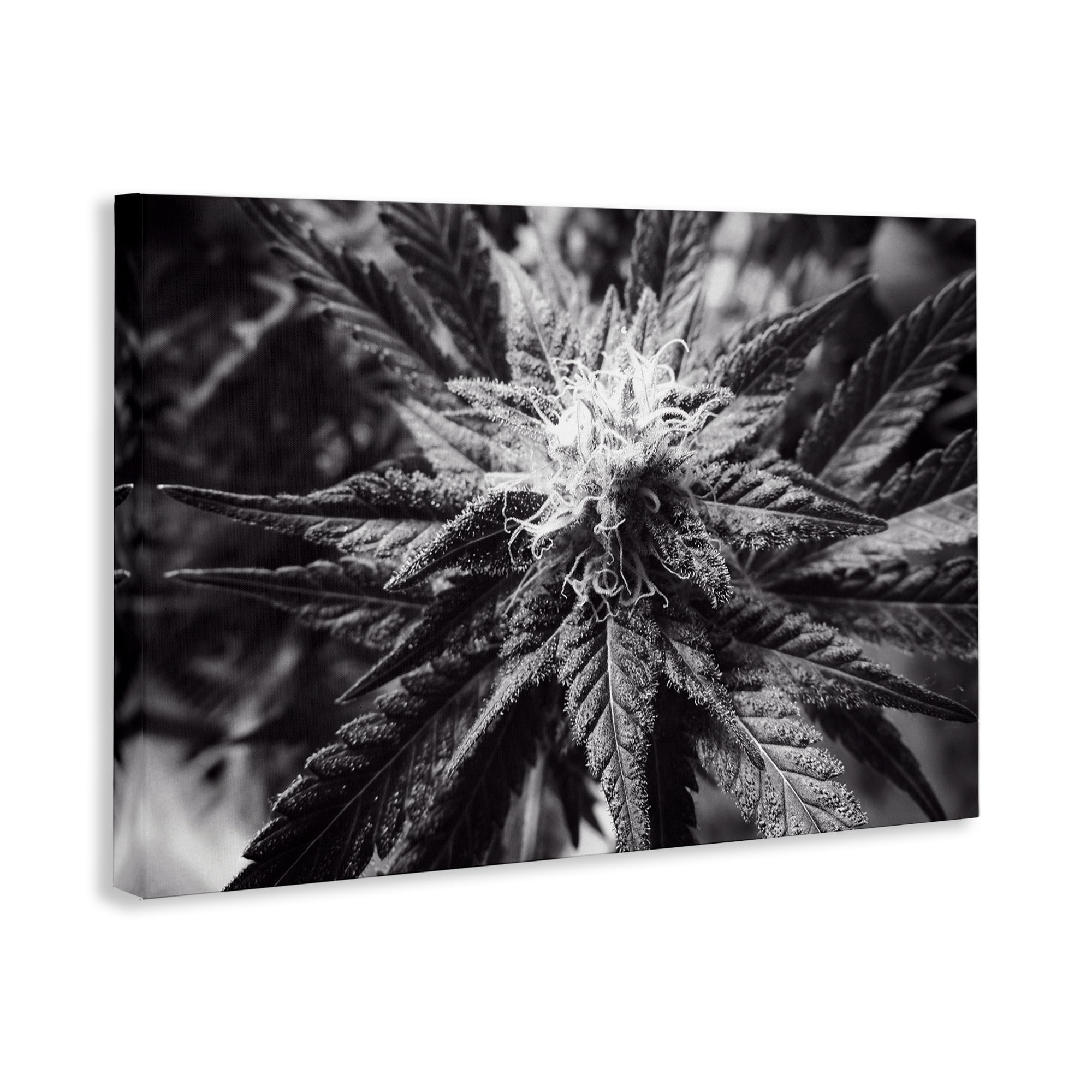Stupell Industries Dark Cannabis Flower Plants & Flowers Painting Wrapped Canvas Art Print Wall Art, 45 x 30