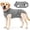 Gray, variant on Amztom Dog Recovery Suit, Breathable Cotton Post-Surgery Onesie with Double-Layer Abdominal Protection, Adjustable Elastic Waist, Back Snaps, Rose Red, XS