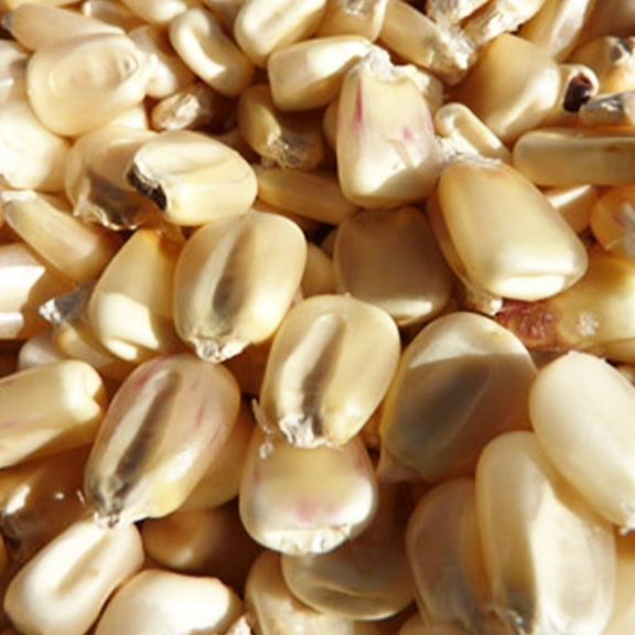 Silvermine Corn Seeds 1/2 OZ ~40 Seeds - Heirloom Open Pollinated Non-GMO Farm & Vegetable Gardening Seeds