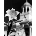 thumbnail image 2 of Close up of Easter Lilies blooming with clock tower in background Poster Print (24 x 36), 2 of 4