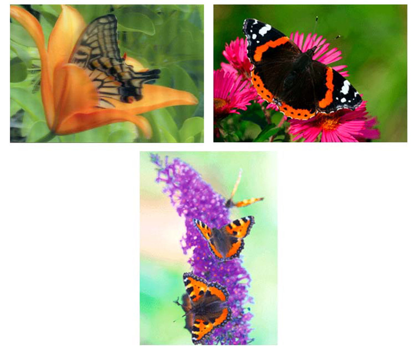 3D  PEACOCK BUTTERFLY Lenticular Postcard Greeting Card 