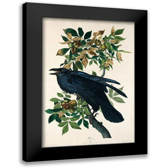 Audubon, John James 11x14 Black Modern Framed Museum Art Print Titled - Raven