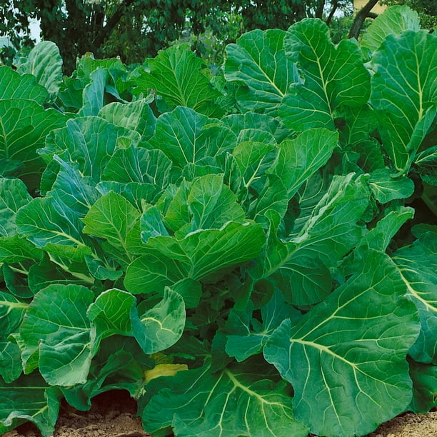 Portuguese Kale Seeds 2 g Packet 500 Seeds NonGMO, Heirloom