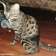 thumbnail image 6 of Barkertime Solid Black Washable Cat Diaper Pull-up - Made in USA, 6 of 9