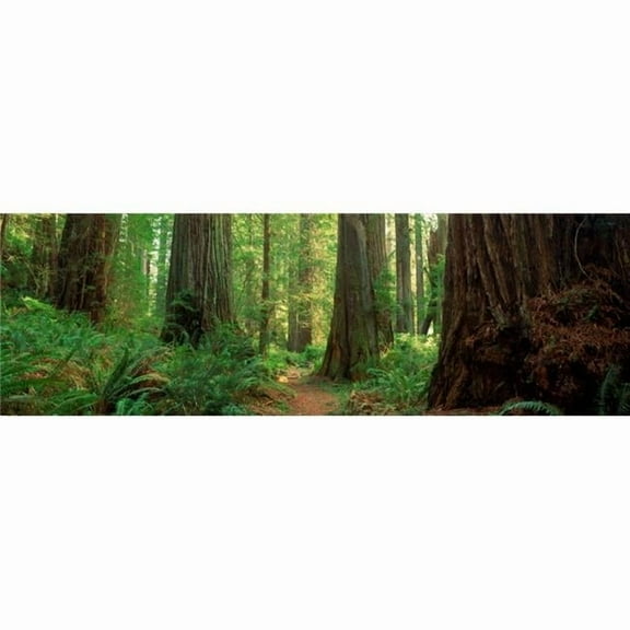 Coastal Sequoia Trees in Redwood Forest in Northern California USA Poster Print - 12 x 36 - Large