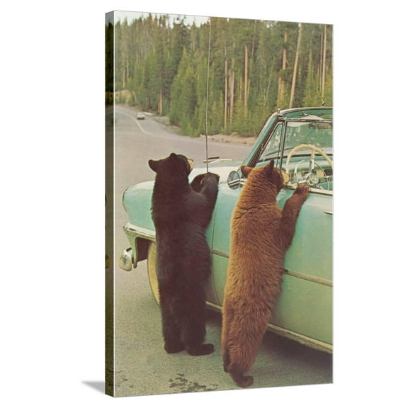 Art.com Bears Begging at Side of Car Stretched Canvas Print Wall Art, 24" x 36"