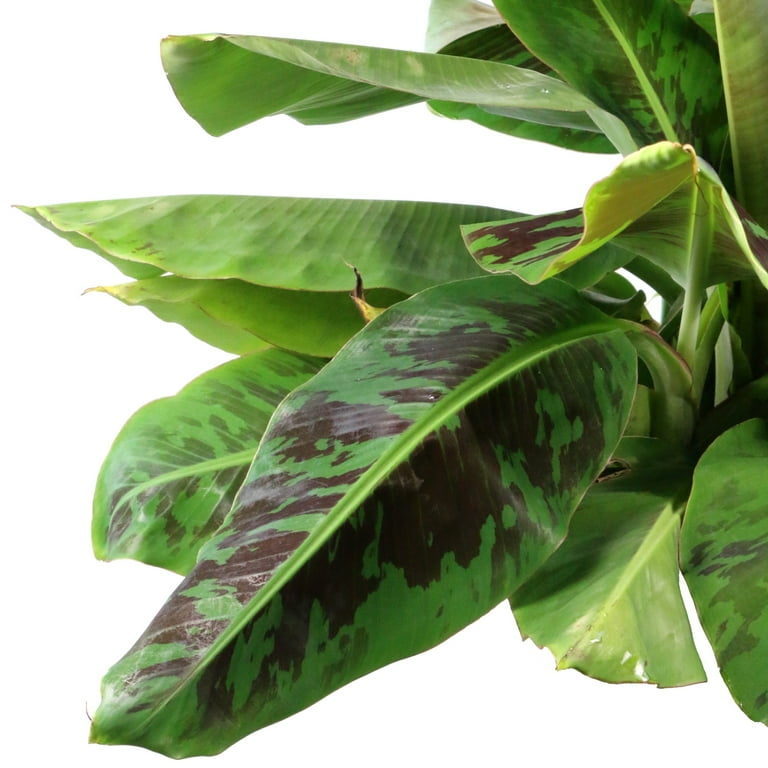 National Plant Network 1 gal. Banana Dwarf Cavendish Live