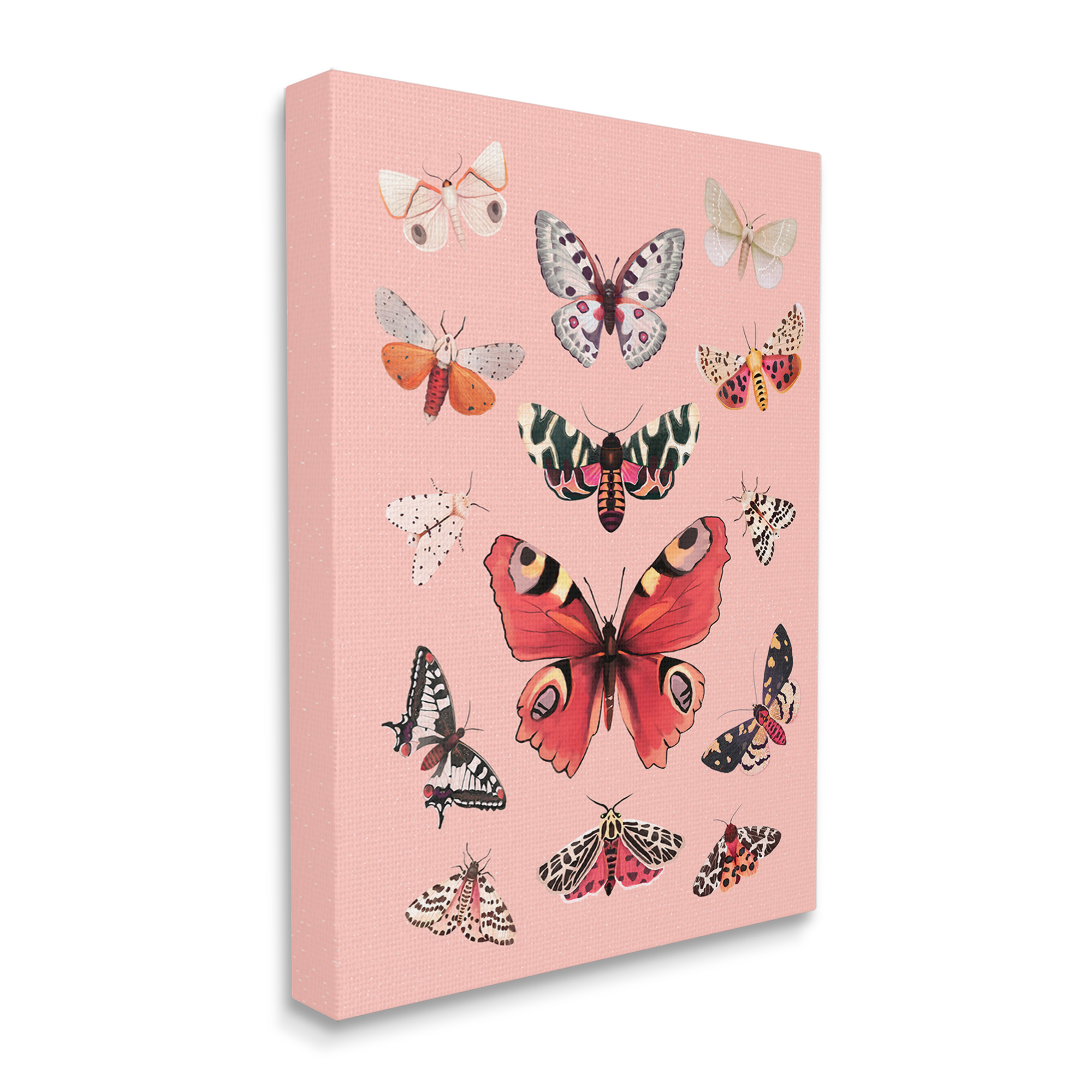 Stupell Industries Various Moths on Pink Animals & Insects Painting Gallery Wrapped Canvas Print Wall Art, 24 x 30