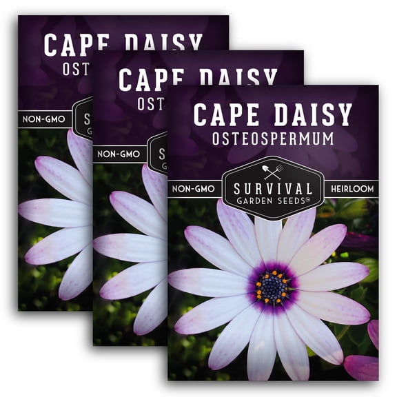 Cape Daisy Seeds - 3 Pack - Non-GMO Heirloom Full Sun Annual Flower