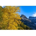 thumbnail image 2 of Haney, Chuck 32x23 Gold Ornate Wood Framed with Double Matting Museum Art Print Titled - Autumn cottonwood and Mount Oberlin in Glacier National Park-Montana-USA, 2 of 4