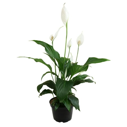 Element by Altman Plants 6in Peace Lily Spathiphyllum Live Houseplant