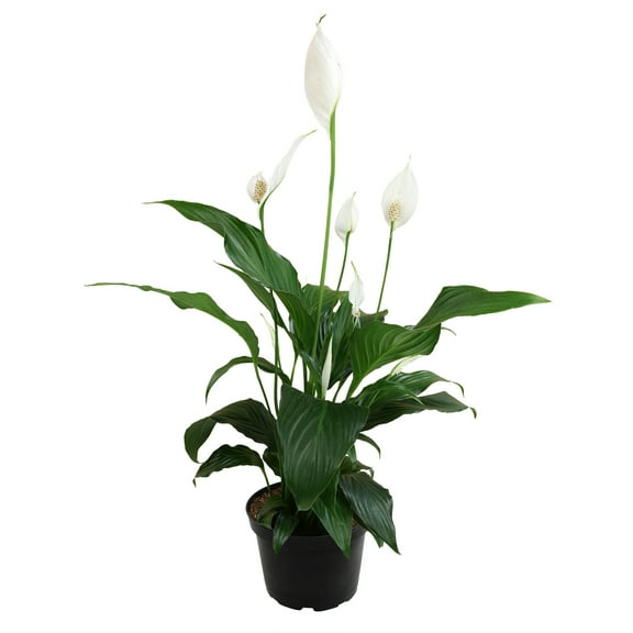 Element by Altman Plants 6in Peace Lily Spathiphyllum Live Houseplant