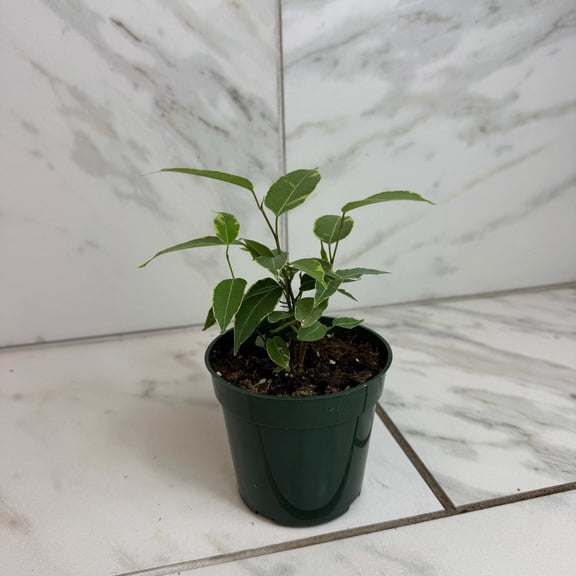 Ficus Weeping Benjamina Variegated, 4" Plant, The Plant Farm