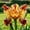 A, variant on Butterfly Flower Iris for planting-Home Decoration-Beautiful Gift Garden-Premium Garden Stakes-Bloom Year After Yea-Home Decoration-Beautiful Gift Gardenr-(Non-Artificial)