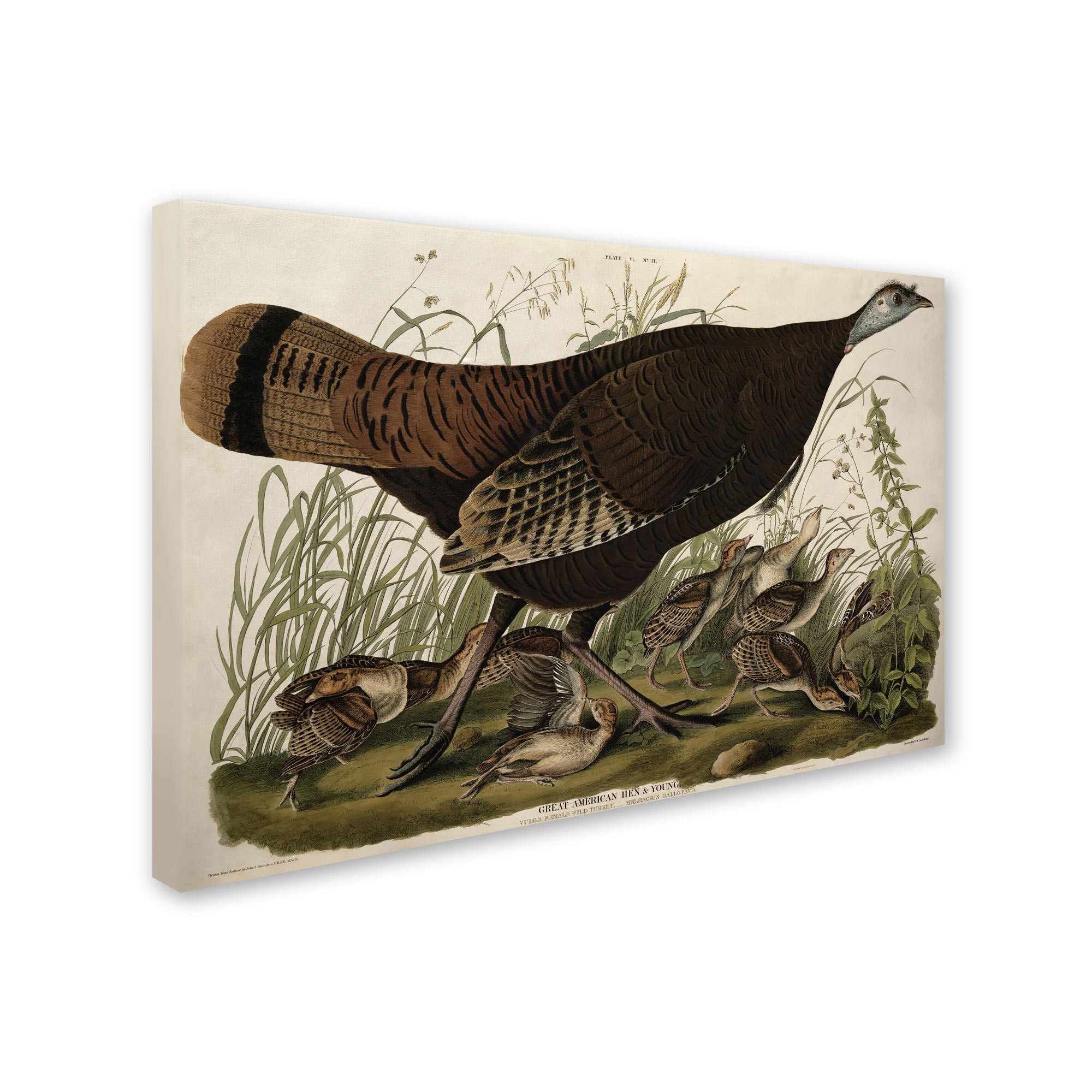 Trademark Fine Art "Great American Hen and Young" Canvas Art by John James Audubon